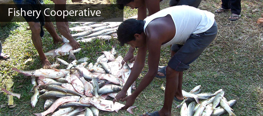 Fishery Cooperative Society